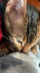 山本和美ブリーダーからお迎えしたベンガル：シエルくん