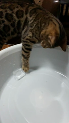 山本和美ブリーダーからお迎えしたベンガル：シエルくん