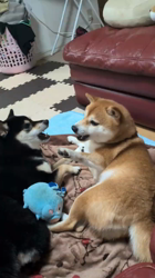 山口憲ブリーダーからお迎えした柴犬:らんちゃん