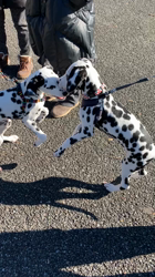 武藤直子ブリーダーからお迎えしたダルメシアン：アビーちゃん