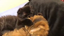 鈴木高夫ブリーダーからお迎えしたスコティッシュフォールド：襄くん