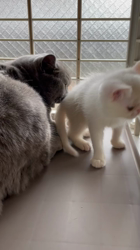 後藤嘉茂ブリーダーからお迎えしたエキゾチックショートヘア：アダリンドちゃん