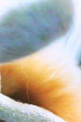 石内基晴ブリーダーからお迎えしたポメラニアン：めいちゃん