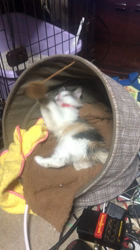 平櫻いづみブリーダーからお迎えしたノルウェージャンフォレストキャット：姫ちゃん