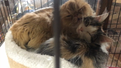 平櫻いづみブリーダーからお迎えしたノルウェージャンフォレストキャット：姫ちゃん