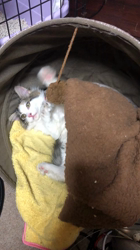 平櫻いづみブリーダーからお迎えしたノルウェージャンフォレストキャット：姫ちゃん