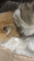 平櫻いづみブリーダーからお迎えしたノルウェージャンフォレストキャット：姫ちゃん