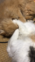 平櫻いづみブリーダーからお迎えしたノルウェージャンフォレストキャット：姫ちゃん