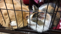 平櫻いづみブリーダーからお迎えしたノルウェージャンフォレストキャット：姫ちゃん