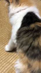 平櫻いづみブリーダーからお迎えしたノルウェージャンフォレストキャット：姫ちゃん