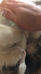 平櫻いづみブリーダーからお迎えしたノルウェージャンフォレストキャット：姫ちゃん