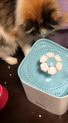 平櫻いづみブリーダーからお迎えしたノルウェージャンフォレストキャット：姫ちゃん