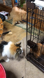 平櫻いづみブリーダーからお迎えしたノルウェージャンフォレストキャット：姫ちゃん