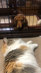 平櫻いづみブリーダーからお迎えしたノルウェージャンフォレストキャット：姫ちゃん