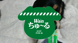 中野幸子ブリーダーからお迎えしたミニチュアダックスフンド(ロング)：黒胡麻くん