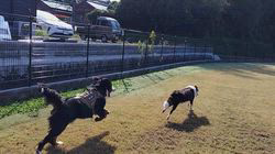 堀川舞ブリーダーからお迎えしたバーニーズ・マウンテン・ドッグ：権三郎くん