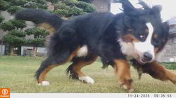 堀川舞ブリーダーからお迎えしたバーニーズ・マウンテン・ドッグ：権三郎くん