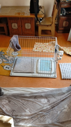 三代由紀子ブリーダーからお迎えしたトイプードル：イブちゃん