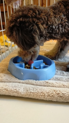 三代由紀子ブリーダーからお迎えしたトイプードル：イブちゃん