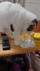 中野由利子ブリーダーからお迎えしたスコティッシュフォールド：うみちゃん