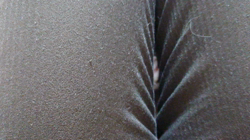 中野由利子ブリーダーからお迎えしたスコティッシュフォールド：うみちゃん