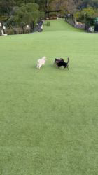 長尾清志ブリーダーからお迎えしたミックス(チワワ×シーズー)：琥珀くん