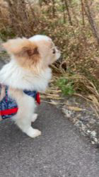 長尾清志ブリーダーからお迎えしたミックス(チワワ×シーズー)：琥珀くん