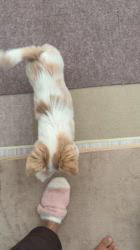 長尾清志ブリーダーからお迎えしたミックス(チワワ×シーズー)：琥珀くん