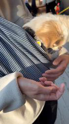 長尾清志ブリーダーからお迎えしたミックス(チワワ×シーズー)：琥珀くん