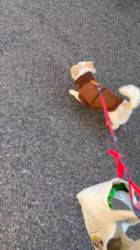 長尾清志ブリーダーからお迎えしたミックス(チワワ×シーズー)：琥珀くん