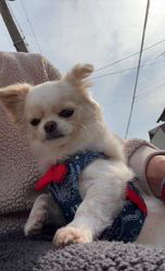 長尾清志ブリーダーからお迎えしたミックス(チワワ×シーズー)：琥珀くん