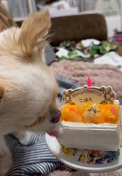 長尾清志ブリーダーからお迎えしたミックス(チワワ×シーズー)：琥珀くん