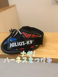 後藤喜代美ブリーダーからお迎えしたパピヨン：ナギくん