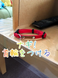 後藤喜代美ブリーダーからお迎えしたパピヨン：ナギくん