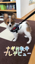 後藤喜代美ブリーダーからお迎えしたパピヨン：ナギくん