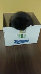 村上亜希ブリーダーからお迎えしたセルカークレックス：カイくん