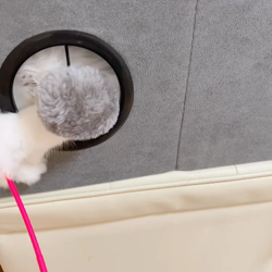 馬淵萌子ブリーダーからお迎えしたミヌエット：はちくん