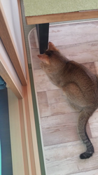 中越富美子ブリーダーからお迎えしたスコティッシュフォールド：八兵衛くん