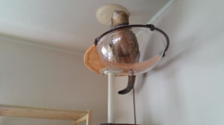 中越富美子ブリーダーからお迎えしたスコティッシュフォールド：八兵衛くん