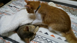 中越富美子ブリーダーからお迎えしたスコティッシュフォールド：友蔵くん