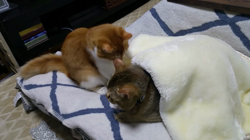 中越富美子ブリーダーからお迎えしたスコティッシュフォールド：友蔵くん