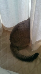 中越富美子ブリーダーからお迎えしたスコティッシュフォールド：八兵衛くん