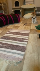 中越富美子ブリーダーからお迎えしたスコティッシュフォールド：友蔵くん