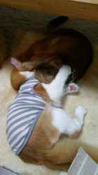 中越富美子ブリーダーからお迎えしたスコティッシュフォールド：友蔵くん