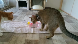 中越富美子ブリーダーからお迎えしたスコティッシュフォールド：八兵衛くん