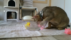 中越富美子ブリーダーからお迎えしたスコティッシュフォールド：八兵衛くん