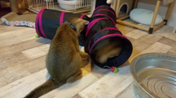 中越富美子ブリーダーからお迎えしたスコティッシュフォールド：八兵衛くん