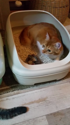 中越富美子ブリーダーからお迎えしたスコティッシュフォールド：友蔵くん