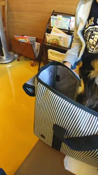 小原智子ブリーダーからお迎えしたチワワ(ロング)：晴斗くん