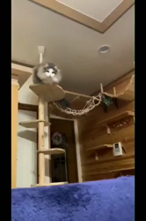 湯川裕子ブリーダーからお迎えしたノルウェージャンフォレストキャット：マロくん